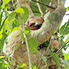 Two-toed Sloth